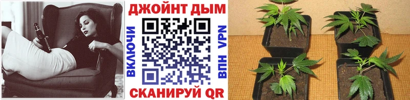 дарк нет как зайти  купить  цена  Мирный  Каннабис OG Kush 